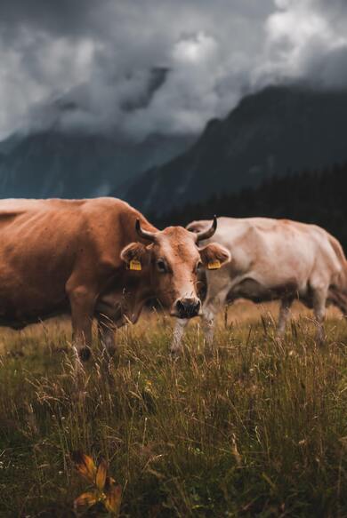 Cow on Grass