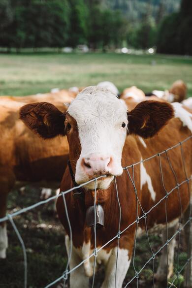 Cow Standing Near Fence