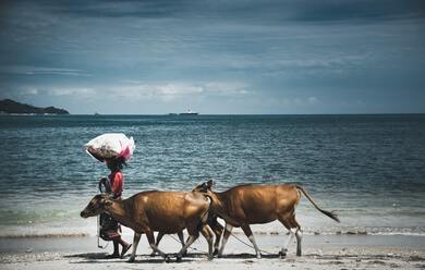 Cows on Beach 4K Pic