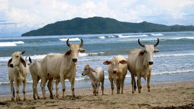 Cows Shore Flock