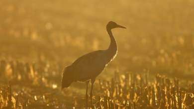 Crane Bird During Sunrise