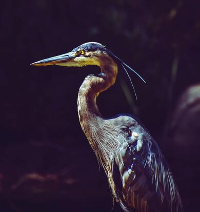 Crane Bird Look Photography