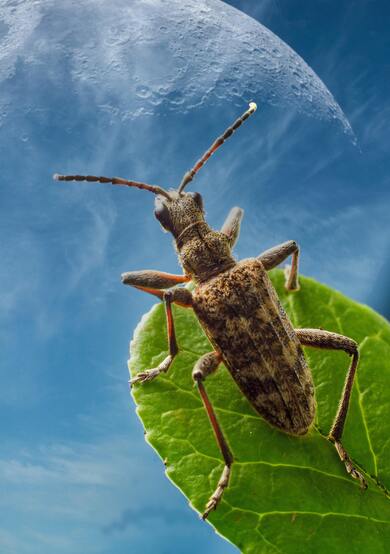 Cricket Insect on Leaf