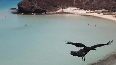 Crow Flying Above The Ocean 4K Wallpaper of Bird