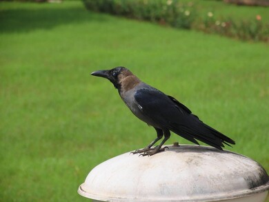 Crow Found in Garden