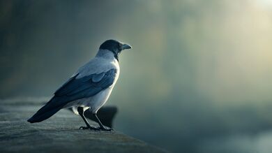 Crow Portrait Bird Photography