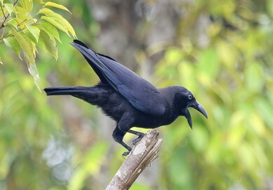 Crow