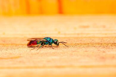 Cuckoo Wasps Insect on Wood Ultra HD Image