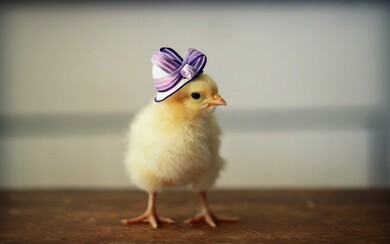 Cute Baby Chicken with Cap Photo