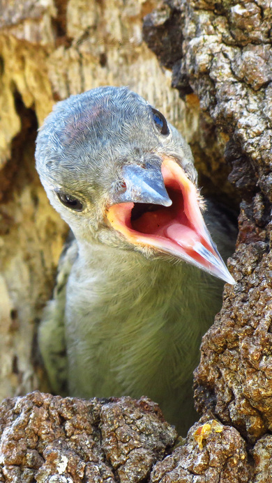 Cute Baby of Woodpecker Bird