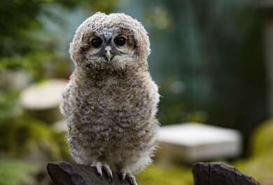 Cute Baby Owl Wallpaper