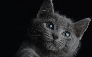 Cute Black Cat CloseUp Pic