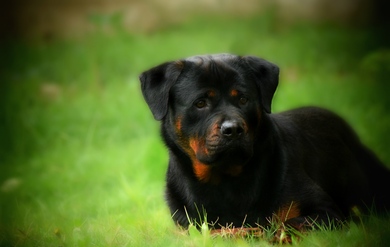 Cute Black Dog Puppy
