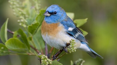 Cute Blue Bird Sparrow Wallpaper