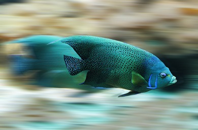 Cute Blue Fish With Blur Background