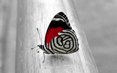 Cute Butterfly