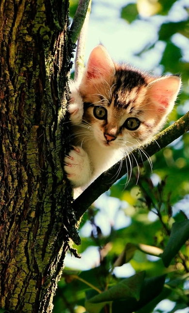 Cute Cat Kitten