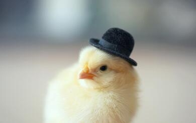 Cute Chick Wear Hat