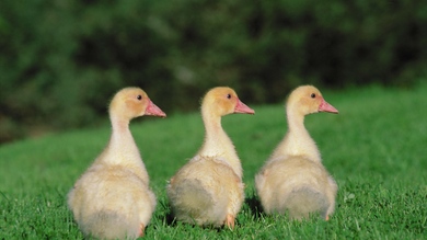 Cute Chicks in Garden