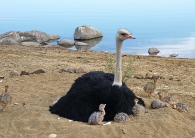 Cute Childs with Ostrich Sitting in Sand