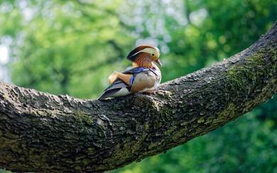 Cute Duck Photography