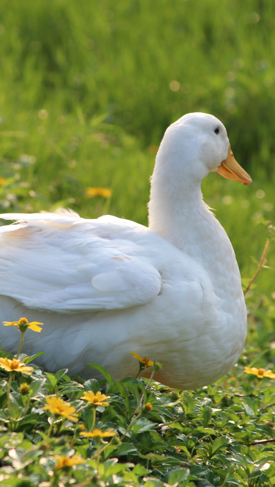 Cute Duck Pic