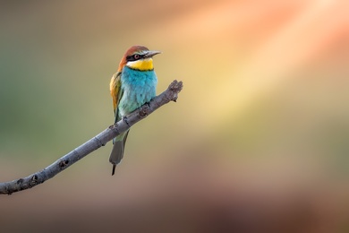 Cute European Bee Eater Bird