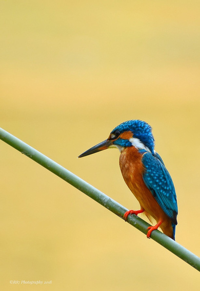 Cute Kingfisher on Tree Branch