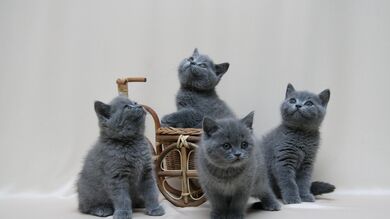 Cute Kittens Photoshoot