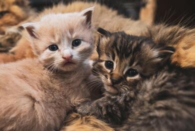 Cute Kittens Playing Together