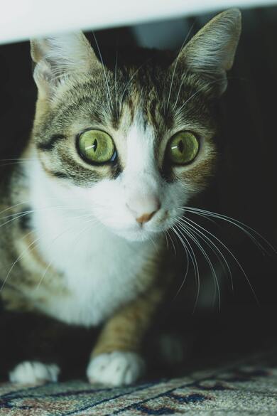 Cute Kitty Watching Camera Wallpaper