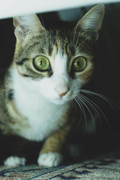 Cute Kitty Watching Camera Wallpaper