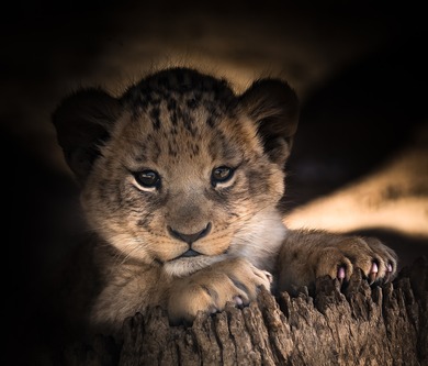 Cute Lion Baby Cub