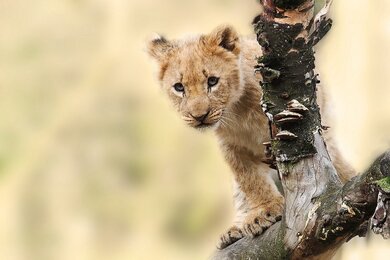 Cute Lion Cub