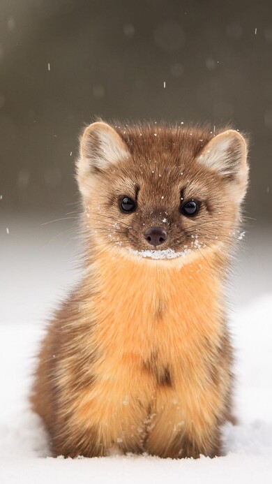 Cute Marten Mobile Pic