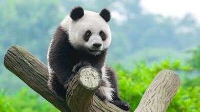 Cute Panda on Tree Wood
