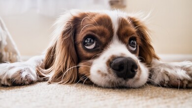 Cute Puppy Eyes