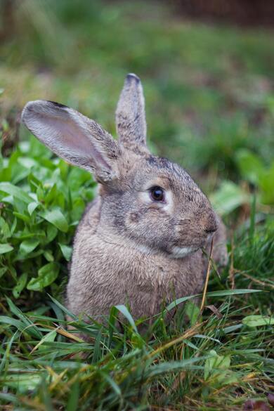 Cute Rabbit Baby Image