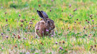 Cute Rabbit in Garden 5K Wallpaper