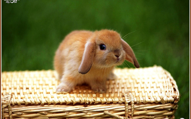 Cute Rabbit on Craft