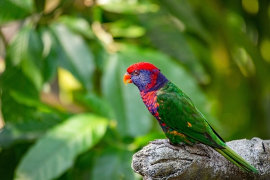 Cute Red And Green Parrot Baby