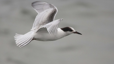 Cute Seagull Flying 4K Photo