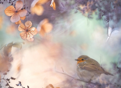 Cute Sparrow Bird Wallpaper