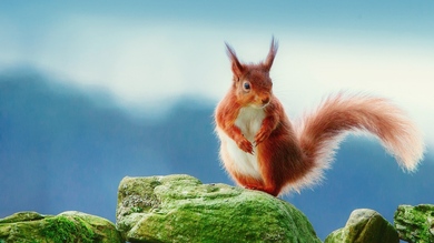 Cute Squirrel on Algae Stone