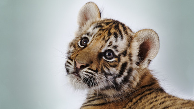 Cute Tiger Baby Cub Wallpaper