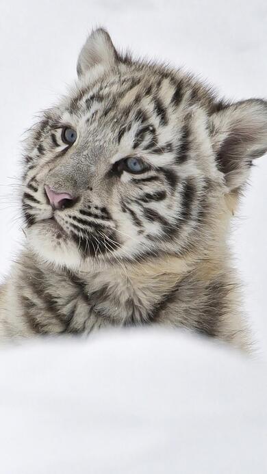 Cute White Tiger Mobile