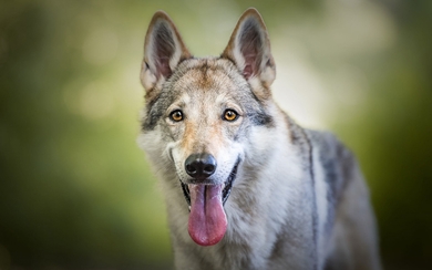 Czechoslovakian Wolfdog HD Wallpaper