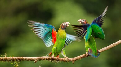 Dancing Parrots