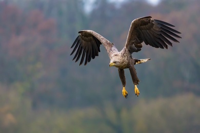 Dangerous Eagle Wallpaper Download