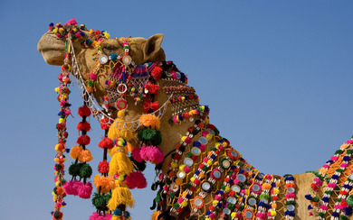 Decorated Camel in Rajasthan India